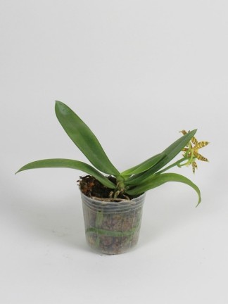 Phalaenopsis mannii x sib