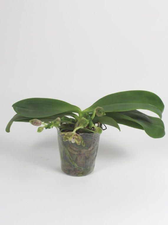 Phalaenopsis Mambo x sib