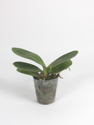Phalaenopsis Ember