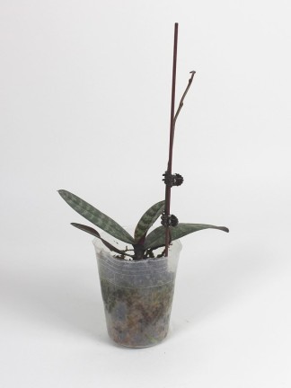 Phalaenopsis philippinensis x sib