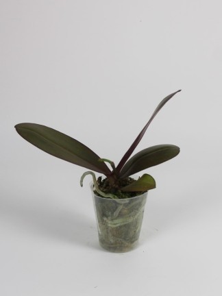 Phalaenopsis Mituo Diamond 'Allura'