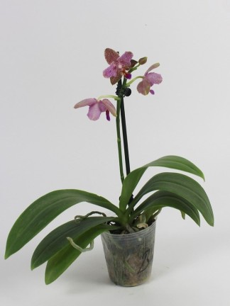 Phalaenopsis Joy Fairy Tale ( peloric)