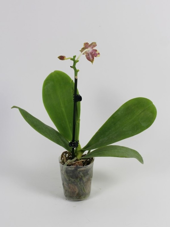 Phalaenopsis Brother Ambo Passion' Hsia # 49 '