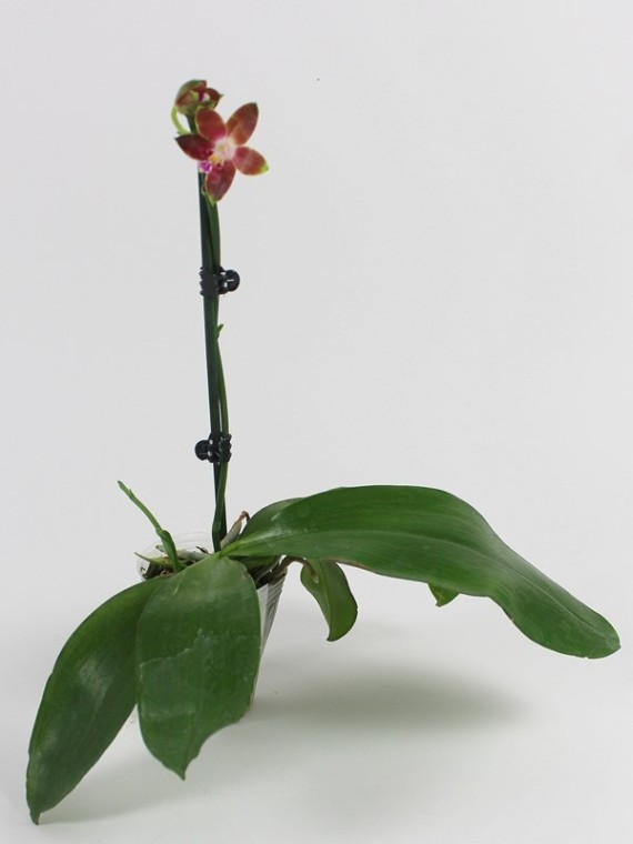 Phalaenopsis venosa 'CH'