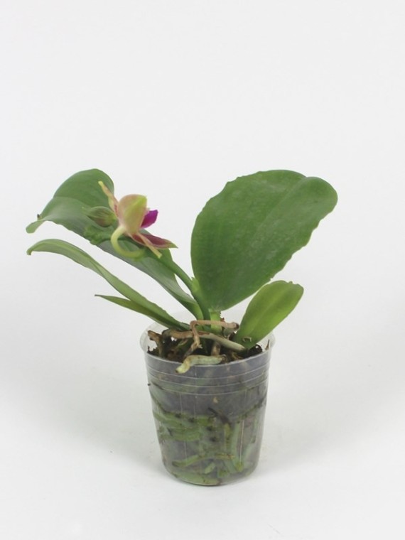 Phalaenopsis Guadalupe Pineda 'Yaphon'