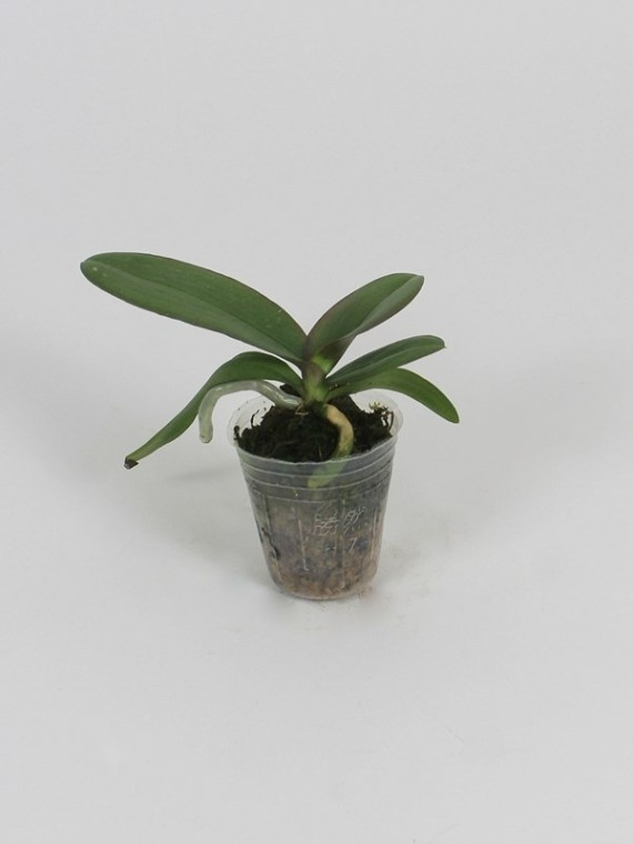 Phalaenopsis Allura 'Sphynx'