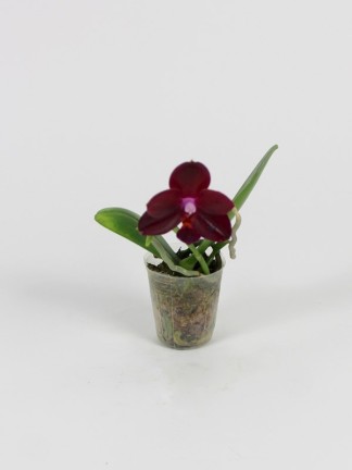 Phalaenopsis Mituo King # 1' Allura'