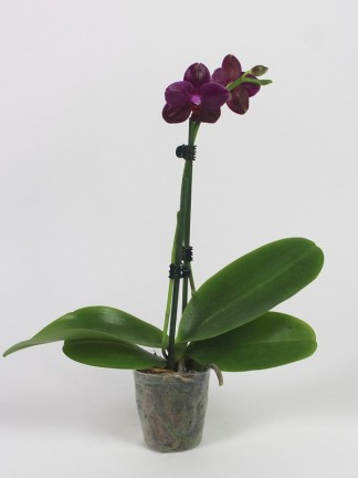 Phalaenopsis Sogo Relex '1661'
