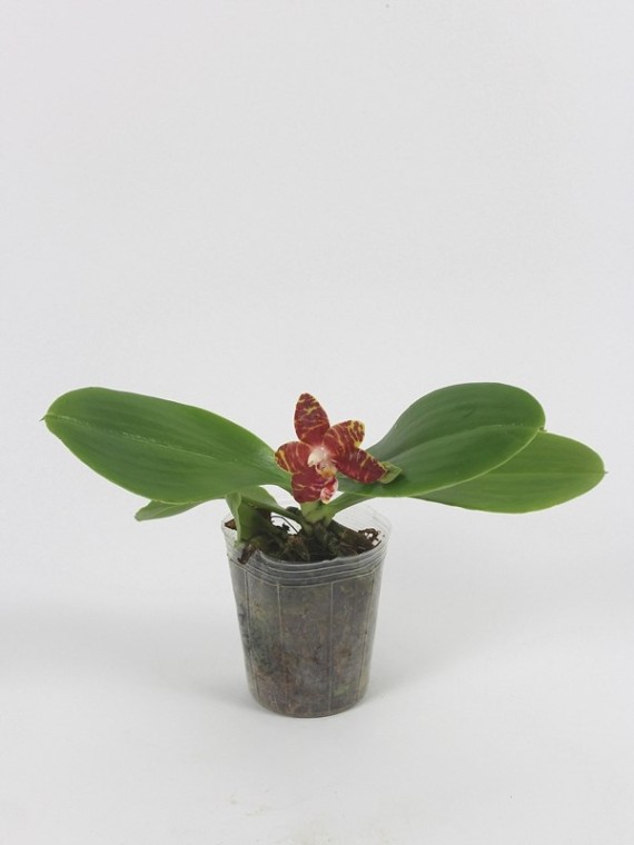 Phalaenopsis amboinensis ' I-Lan'