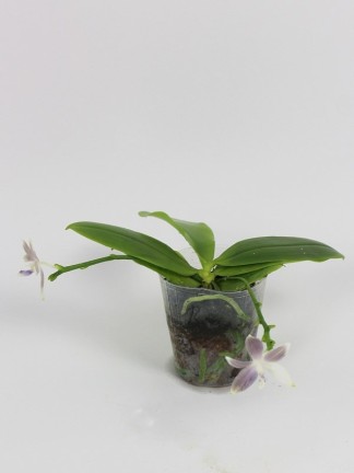 Phalaenopsis speciosa Purple x sib