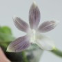 Phalaenopsis speciosa Purple x sib