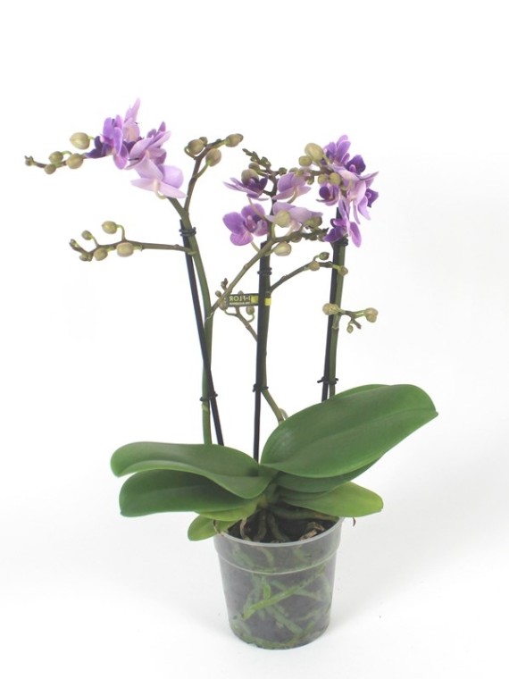 Phalaenopsis Violet Queen
