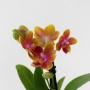 Phalaenopsis Orange