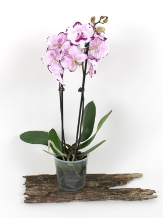 Phalaenopsis 2 száras különleges színű 02.
