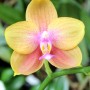 Phalaenopsis Allura 'Volta'