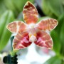 Phalaenopsis amboinensis x sib