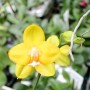 Phalaenopsis Allura 'Temple of Gold'