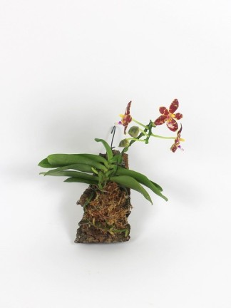 Phalaenopsis Mambo x sib 