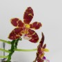 Phalaenopsis Mambo x sib 