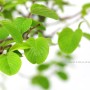 Berchemia racemosa japán bonsai