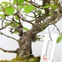 Berchemia racemosa japán bonsai