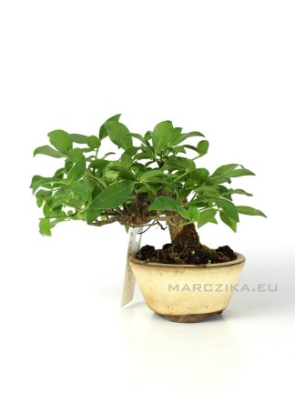  Euonymus sp. Japanese shohin bonsai