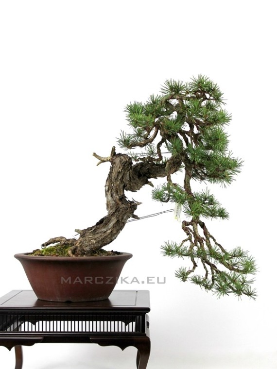 Bunjin stílusú Pinus sylvestris bonsai