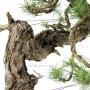Bunjin stílusú Pinus sylvestris bonsai