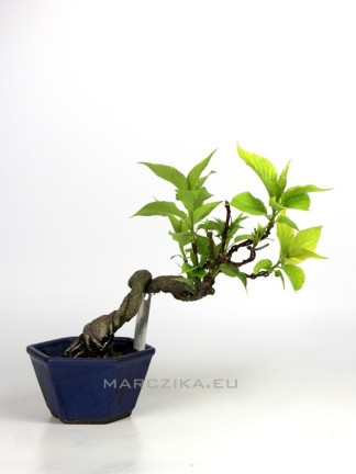 Stachyurus praecox félkaszkád shohin bonsai