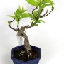Stachyurus praecox félkaszkád shohin bonsai
