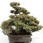 Chirimen kazura Japanese bonsai