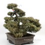 Chirimen kazura Japanese bonsai