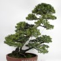 Sokan stílusú dupla törzsű japán Goyomatsu fenyő bonsai