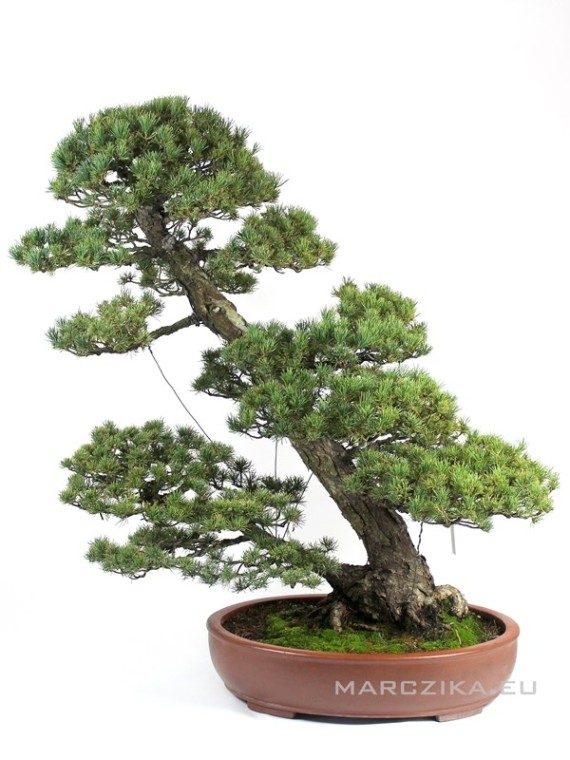 Sokan stílusú dupla törzsű japán Goyomatsu fenyő bonsai