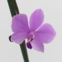 Phalaenopsis pulcherima coerulea x lowii