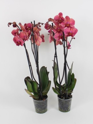 Phalaenopsis 3 száras 2 db együtt olcsóbb 01.