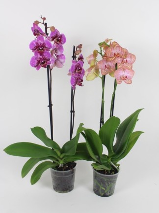 Phalaenopsis 2 száras 2db együtt olcsóbb 02.