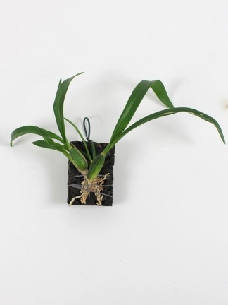 Oncidium bicolor x longicornu