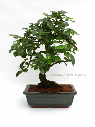 Carmona macrophylla- Fukien tea tree (in 20 cm pot)