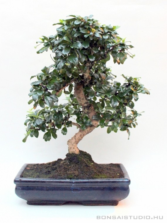 Carmona macrophylla - Fukien tea tree 25S