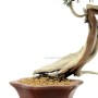 Juniperus sabina - Nehézszagú boróka bonsai alapanyag