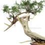 Juiperus sabina - Savin juniper pre-bonsai