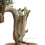 Juniperus sabina - Nehézszagú boróka bonsai alapanyag