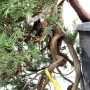 Juniperus sabina - Nehézszagú boróka bonsai előanyag kengai stílusban