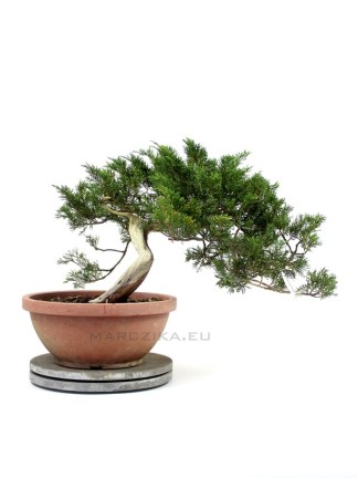 Félkaszkád Juniperus sabina - boróka bonsai alapanyag