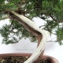 Félkaszkád Juniperus sabina - boróka bonsai alapanyag