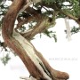 Juniperus sabina pre bonsai dupla törzzsel