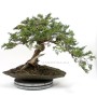 Juniperus sabina pre bonsai dupla törzzsel