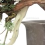 Kaszkád Juniperus sabina bonsai alapanyag