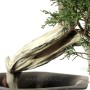 Cascade Juniperus sabina bonsai raw material
